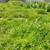 生态苦菊 | 绿家自产*ecological lettuce | Self-production 商品缩略图1