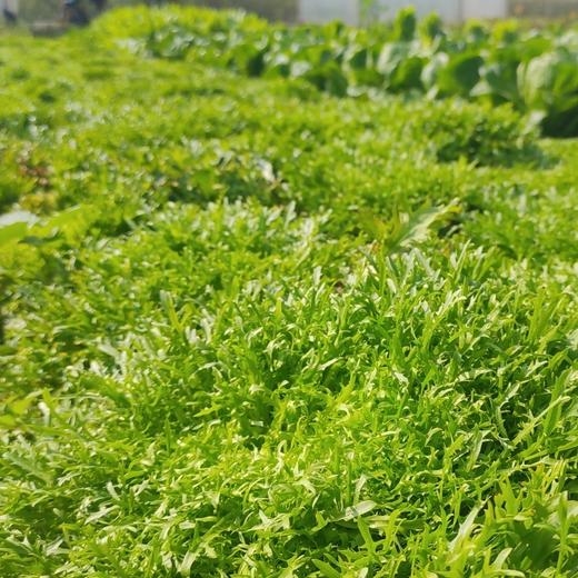 生态苦菊 | 绿家自产*ecological lettuce | Self-production 商品图1