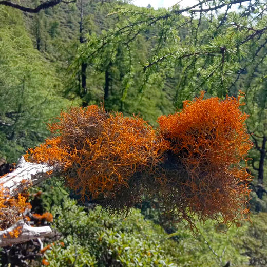 鹿心雪茶 15g*2 商品图1