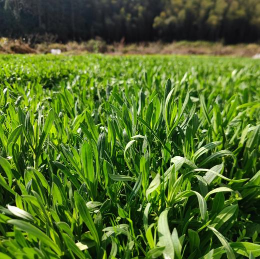 生态面条菜 | 绿家自产 * Eco-Silene conoidea | Self-production 商品图1