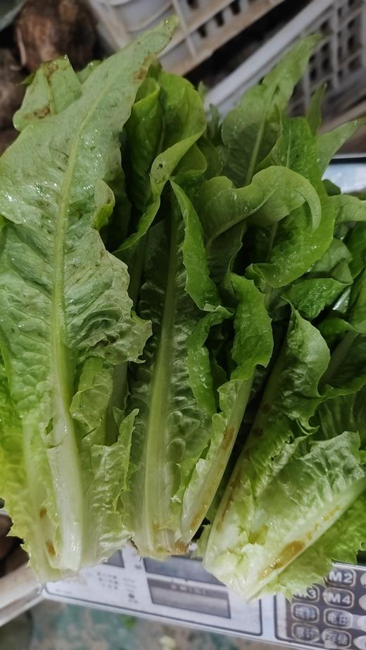 油麦菜（400g）现摘现发 商品图2