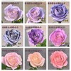 鲜花染色喷漆染色宝 商品缩略图1