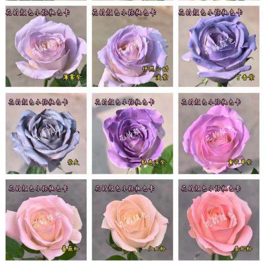 鲜花染色喷漆染色宝 商品图1