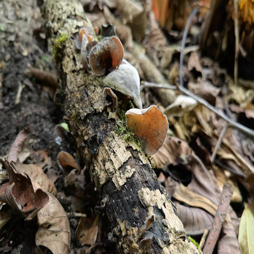 云南怒江高原黑木耳 100g 商品图2