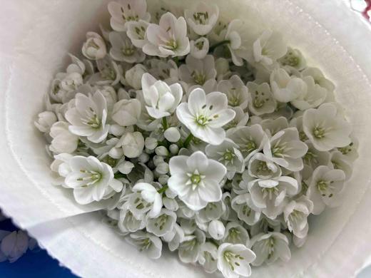 【正确的主张】纸葱花（白雪公主）约10枝/扎 商品图7