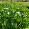 生态面条菜 | 绿家自产 * Eco-Silene conoidea | Self-production 商品缩略图0
