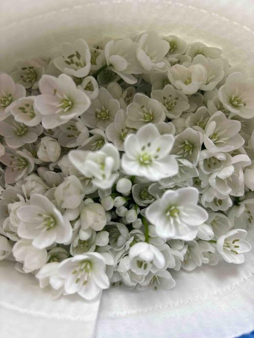 【正确的主张】纸葱花（白雪公主）约10枝/扎 商品图8