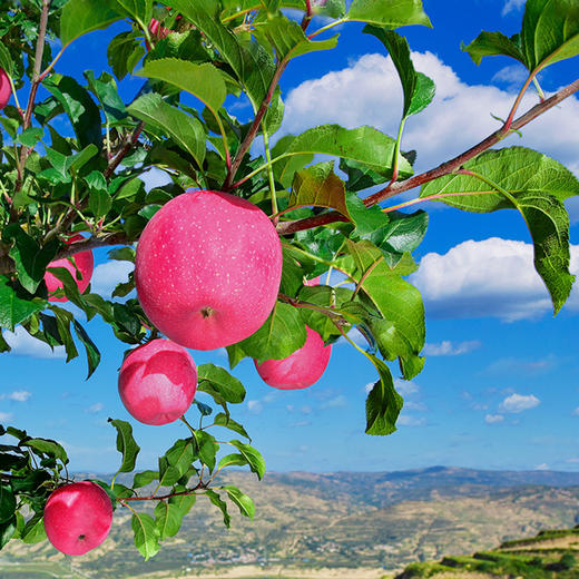 【静宁北纬35°苹果谷】2025年新上市新鲜采摘 红富士礼盒装 商品图5