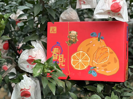 探秘熊🐻 🍊春见☘️耙耙柑
口感爆棚
每一个都甜蜜四溢，果味浓郁
原生态果园，不打蜡！静品果！
坚持最初的味道❤ 商品图1