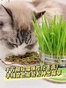 猫草猫薄荷化毛球懒人种籽种子 商品缩略图0