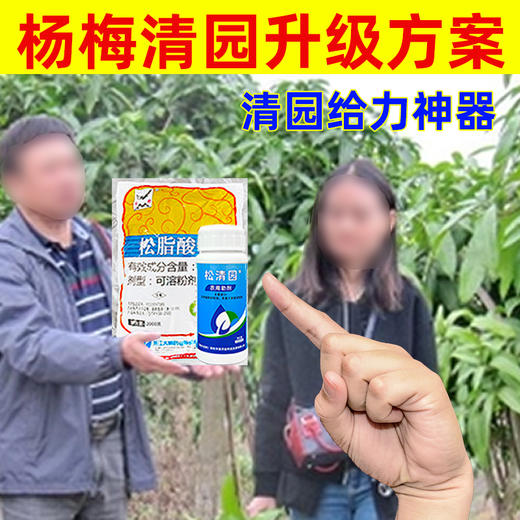 杨梅树清园专剂大鹏松脂酸钠松清园果树介壳蚧壳虫矢尖蚧粉蚧杀虫 商品图2