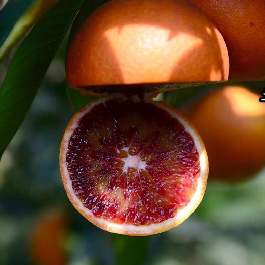 【细嫩多汁】李小橙玫瑰血橙·自带玫瑰香 商品图1