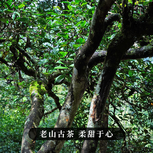 【麻栗坡茶砖】2023年头春头采老山古茶，老百姓都喝得起的国礼茶；茶为国饮，送茶即送文化，250克/茶砖，让利推广！只为销量爆款! 商品图8