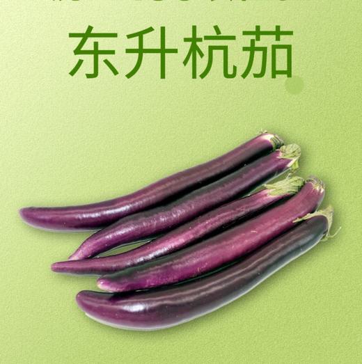 【超市】东升茄子 商品图0