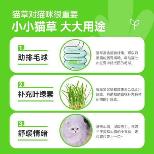 猫草猫薄荷化毛球懒人种籽种子 商品图3
