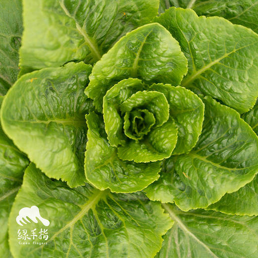 生态罗马生菜团购（包邮）| 绿家自产* Eco-Romaine lettuce group-buy | Self-production 商品图1