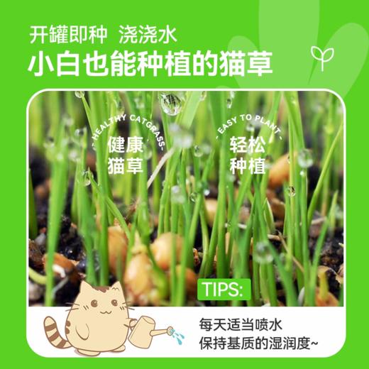 猫草猫薄荷化毛球懒人种籽种子 商品图2