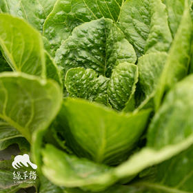 生态罗马生菜团购（包邮）| 绿家自产* Eco-Romaine lettuce group-buy | Self-production