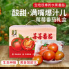 农家莓莓番茄  酸甜多汁  水果西红柿  适合生吃  一口爆浆 450g×3礼盒装 商品缩略图0