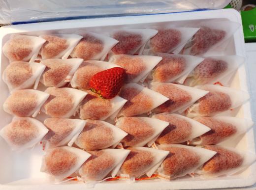 无菌套袋大板草莓一箱 商品图2