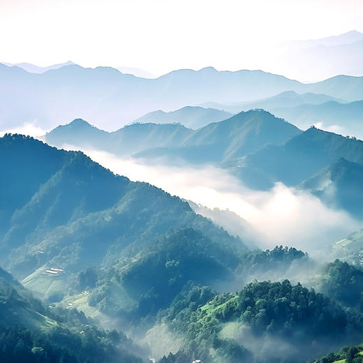 【越陈越香 新班章】精选2016年头春古树茶； 8年干仓陈化，茶中的上上品，性价比巅峰！云南勐海茶区普洱茶生茶，每饼357克 ， 拍5发6  拍10发12 商品图6