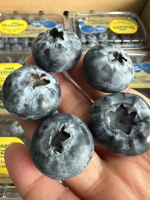 超大！更脆！Driscolls'小钻石蓝莓，22cm+，ji品！尊贵彰显气质款，每一颗都带着淡淡兰花清香！ 商品图5