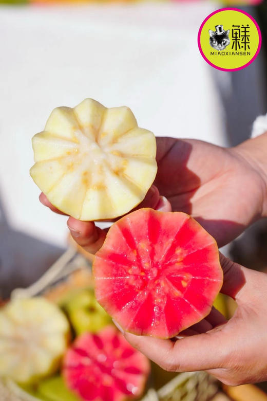 📦芭乐乐小魔仙～双拼树熟芭乐💝2.2kg（基地量贩） 商品图2