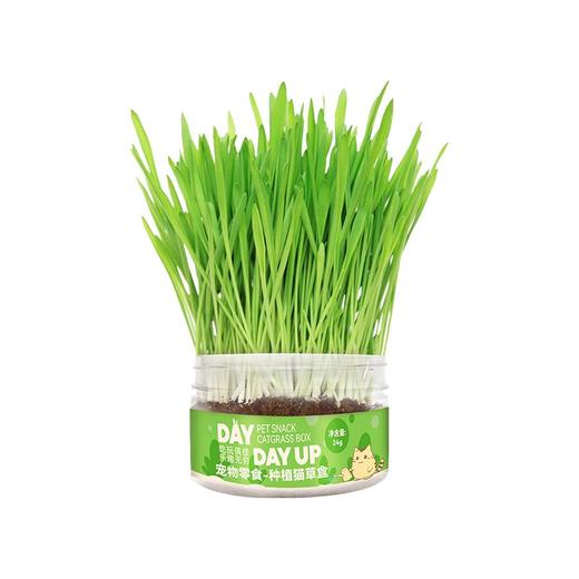 猫草猫薄荷化毛球懒人种籽种子 商品图4