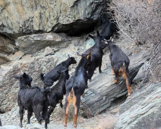 藏地黑山羊 商品图2