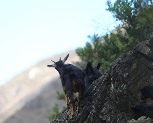 藏地黑山羊 商品图1