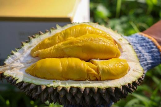 🔥【榴小丑泰国猫山王榴莲肉】✅泰国直采，😋入境后在漳州进行分装打包；✅超正宗液氮冷冻，完全不用担心影响口感，👏 商品图2