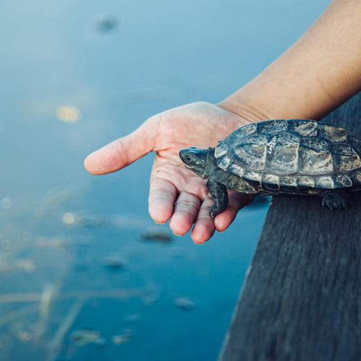 新年新生 生生不息 商品图3