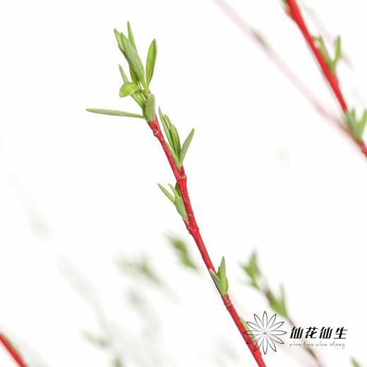 伊朗花材 | 红柳 商品图6