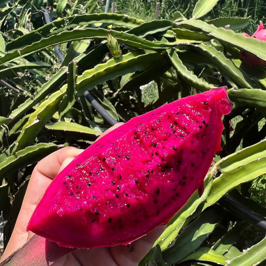【海南树上熟】红心火龙果 树熟采果！—口感好！更饱满！皮更薄！ 商品图2