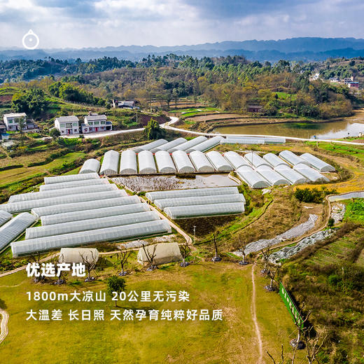 企鹅市集|四川大凉山 隋珠草莓多规格可选 香野草莓 脆嫩甜蜜 商品图9