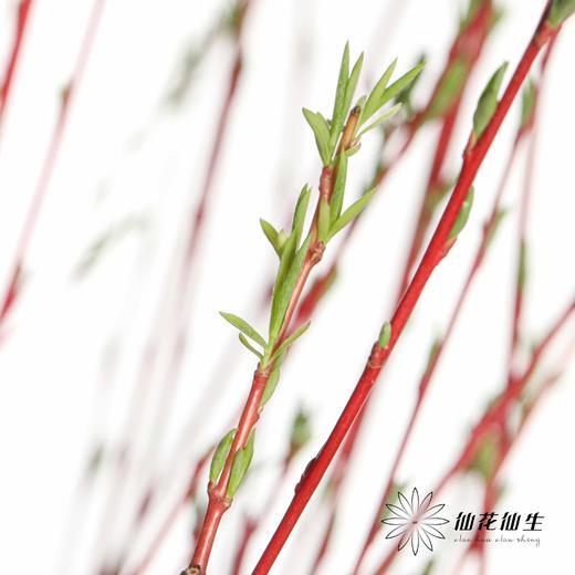 伊朗花材 | 红柳 商品图9