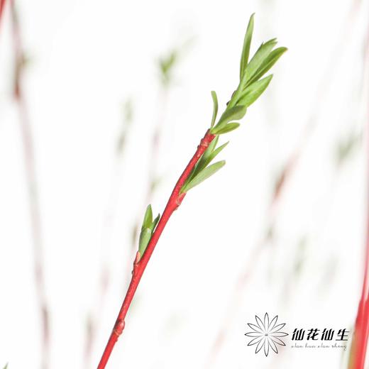 伊朗花材 | 红柳 商品图8