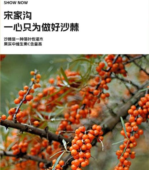宋家沟铝箔袋沙棘汁礼盒3kg500ml*6 商品图6