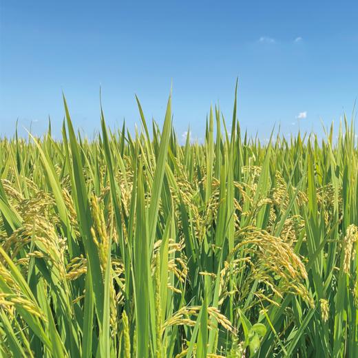 物元农场 有机火山岩大米5斤 当季新米现磨粳米 东北大米 商品图1