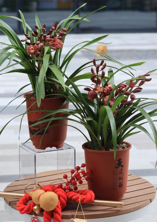 年宵花盆栽 商品图0