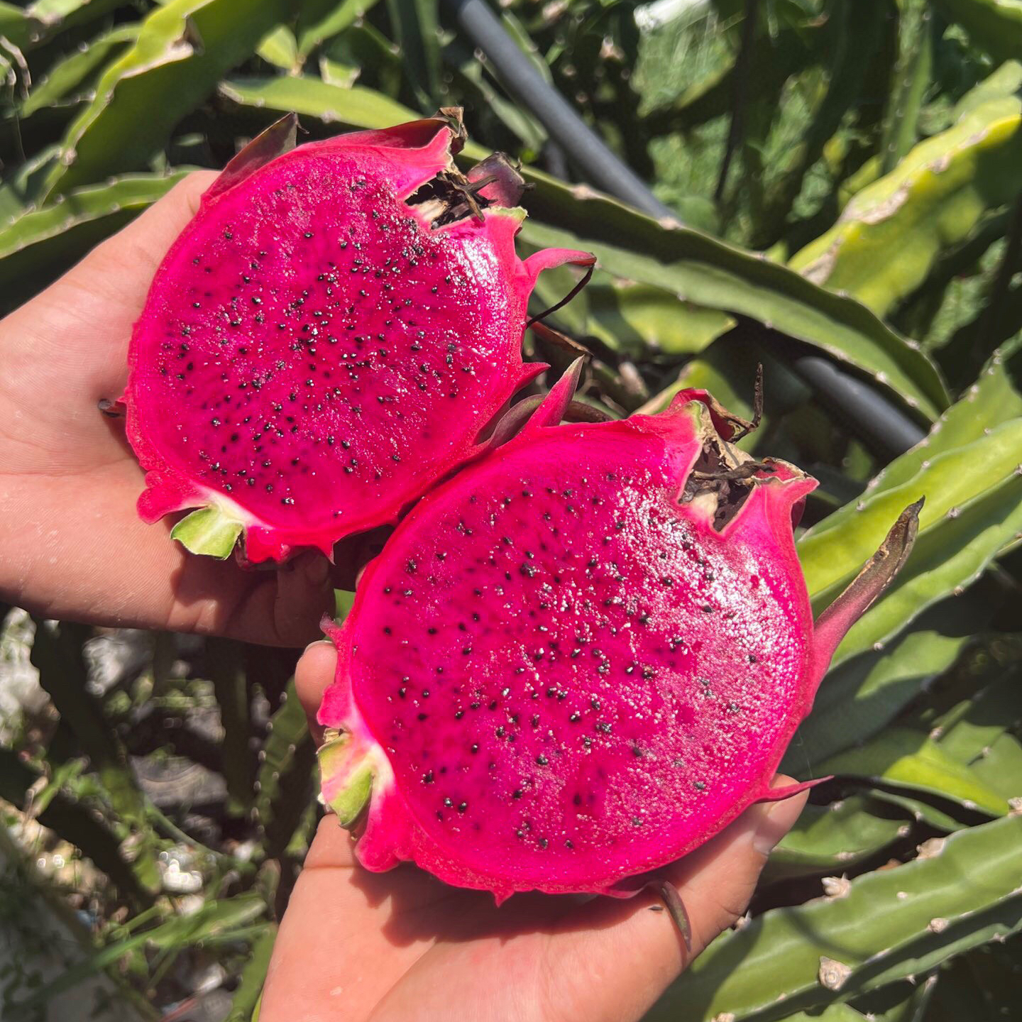 【海南树上熟】红心火龙果 树熟采果！—口感好！更饱满！皮更薄！