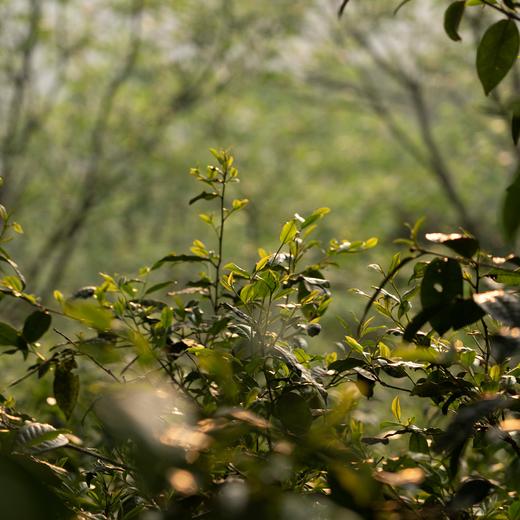 景迈山大平掌 南山兰 茶鲜森2023年头春古树生茶200g饼茶 商品图4