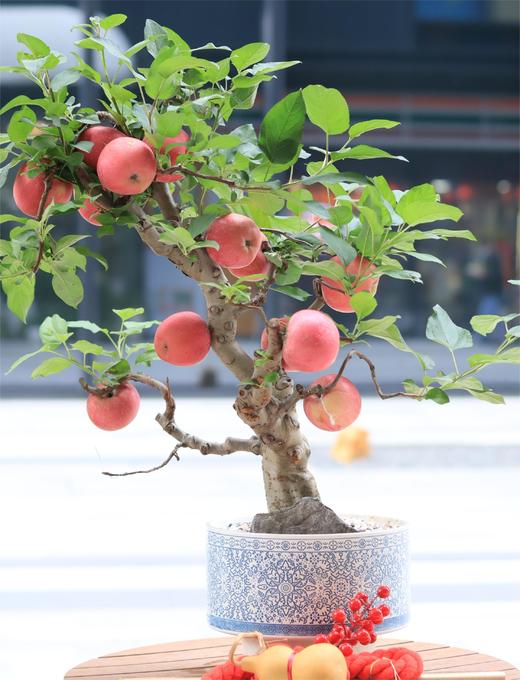 年宵花盆栽 商品图0