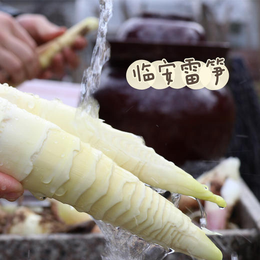 【春笋】仅春季限定产出，临安深山竹林现挖去老根发货，赏味期只有二十天，鲜嫩脆爽，这鲜嫩的程度，吃过才知道~ 商品图3