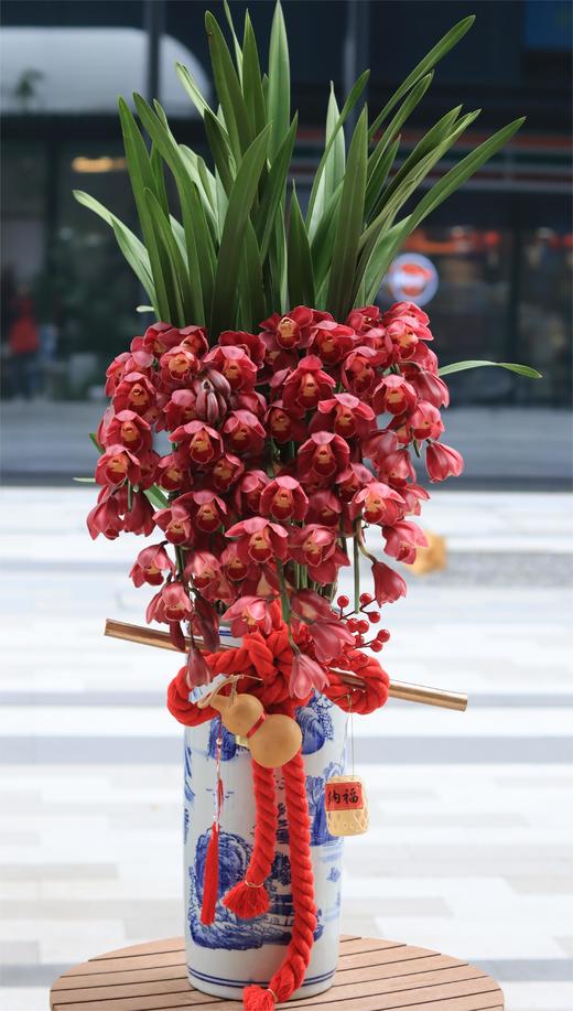 年宵花大花惠兰盆栽 商品图0