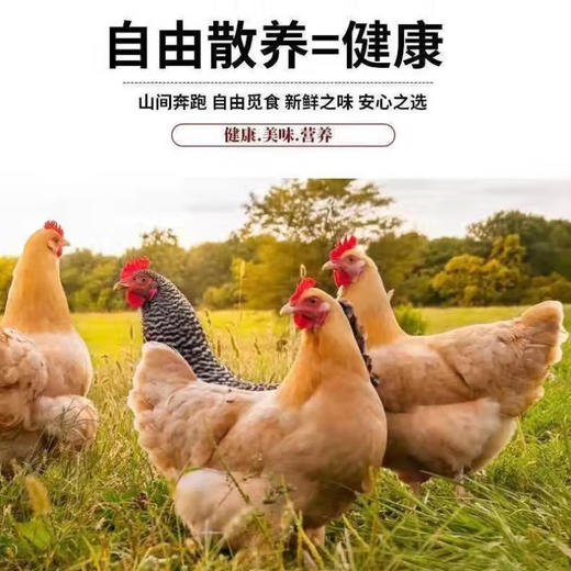 笨笨乐三黄鸡900g 商品图4