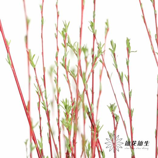 伊朗花材 | 红柳 商品图5