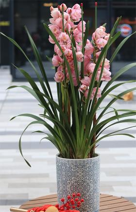 年宵花大花惠兰盆栽