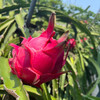 【海南树上熟】红心火龙果 树熟采果！—口感好！更饱满！皮更薄！ 商品缩略图1