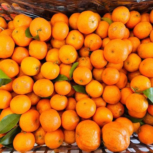砂糖橘 商品图0